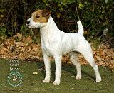 Parson Russell Terrier 9T016D-205